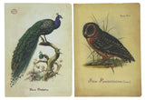 Bomo Boxed Greeting Cards