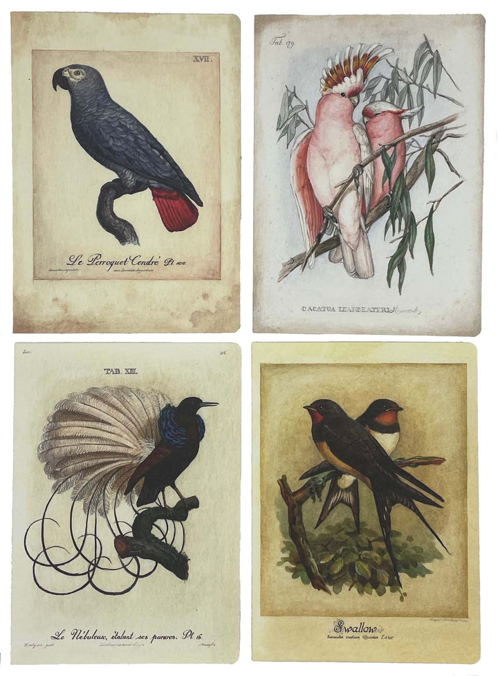 Bomo Boxed Greeting Cards